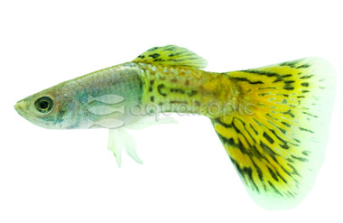 Grass Yellow Guppy, Male :: 60748