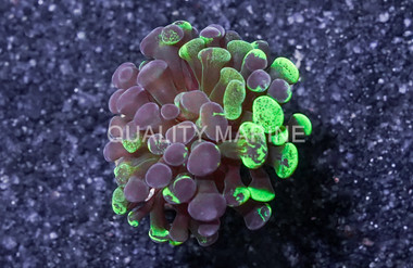 Hammer Branch Neon Green Splatter :: 33309