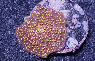 Mushroom Interstellar :: 35942