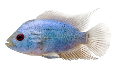 Flowerhorn Platinum Thai Silk :: 88372