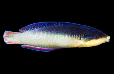 Pearl, Male :: 33559