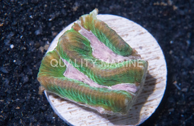 Brain Prism Maze Pink :: 90863