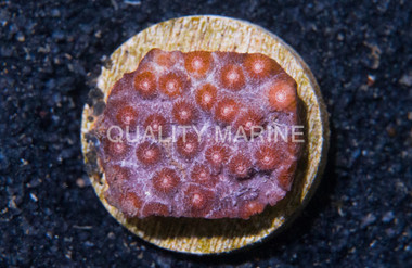 Starflower Orange :: 93177