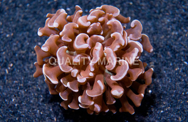 Wall Hammer Orange Tip :: 45192