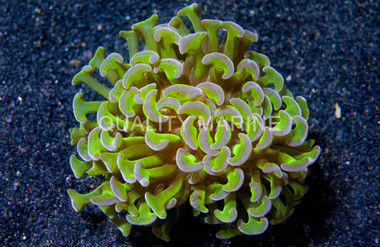 Wall Hammer Green w/Purple Tips :: 71626