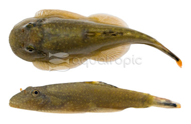 Myer's Hillstream Loach :: 23316