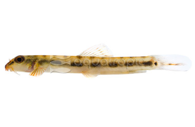 Thuttinjet Stone Loach :: 59474