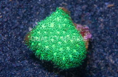 Green Ultra :: 44965