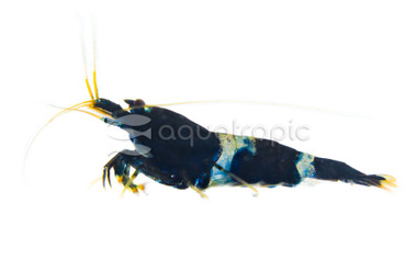 Black Galaxy Shrimp :: 20060