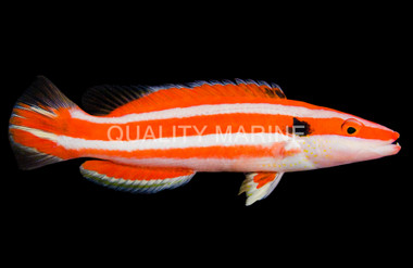 Lemon-striped Pygmy :: 17357