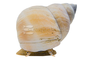 White Wizard Snail :: 34609