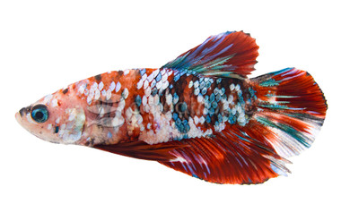 HMPK Red Galaxy, Male :: 10606