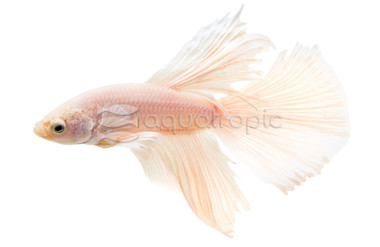 Male Halfmoon Pearl White :: 30211