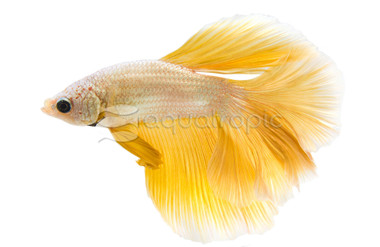Male Halfmoon Gold :: 30390