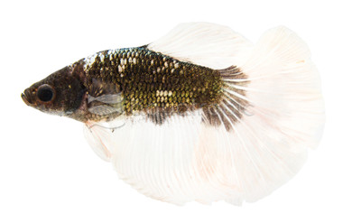 'Tricolore' Halfmoon Betta, Male :: 42757