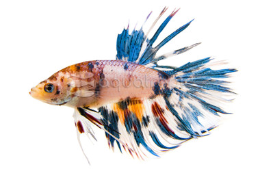 Male Crowntail Koi :: 45580