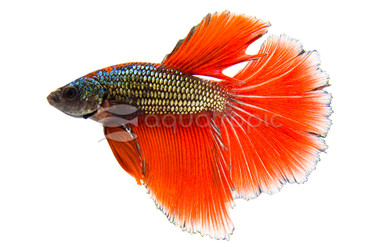 Copper Halfmoon Betta, Male :: 48360