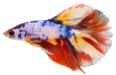 Male Halfmoon Galaxy Koi :: 61844