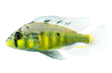 Hap Yellow Belly :: 68591