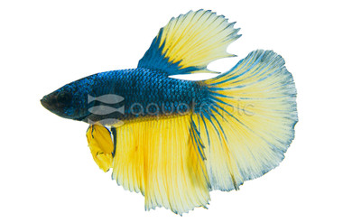 Male Halfmoon Dragon 'Pittsburgh' :: 80452