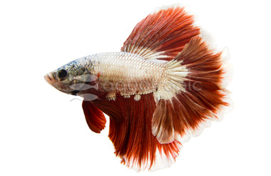 Male Halfmoon Rosetail :: 85294