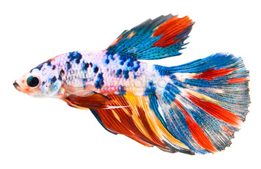 Candy Halfmoon Betta, Male :: 89974