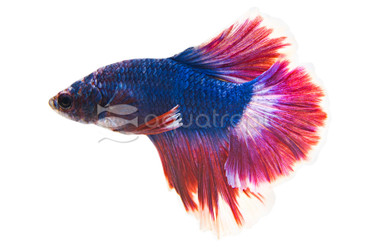Male Halfmoon Butterfly Black :: 92660