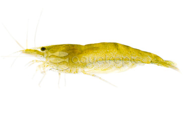 Aquatropic - Invertebrates - Shrimp - Quality Marine