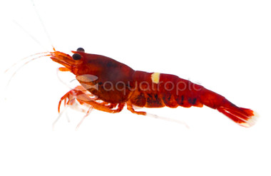 Super Red Crystal Shrimp :: 20077