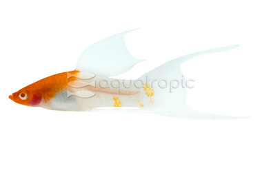 Lyretail Hifin Kohako Swordtail :: 24842