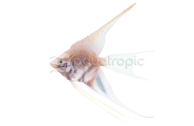 Platinum Veil Angelfish :: 42449