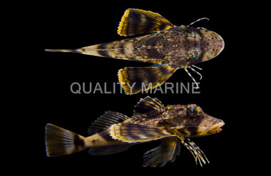 Fuzzy Bandtail Sea Robin :: 28005