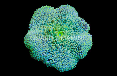 Giant Carpet Anemone :: 34850