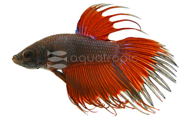 Red Crowntail Betta, Male :: 10887