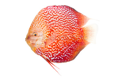 Blue Ruby Discus :: 38400