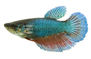 Green Betta, Female  :: 43019