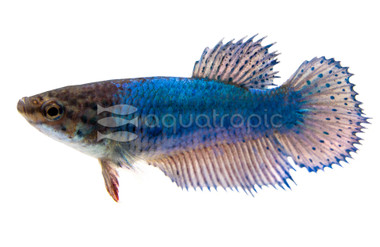 Blue Betta, Female :: 71467