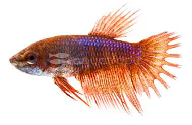 Red Crowntail Betta, Female :: 80260