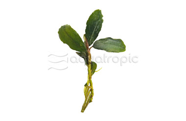 Bucephalandra "Artemis" (rooted) :: 44699