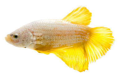 HMPK Gold Dragon, Male :: 35057