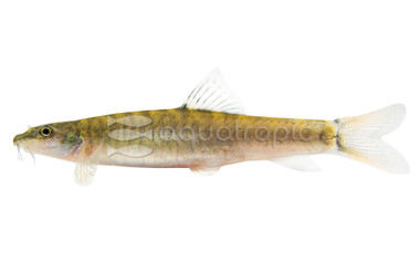 Redtail Zebra Loach :: 45377