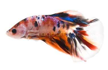 Male Halfmoon Koi :: 24677