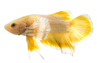 Gold Dumbo Ear Betta, Male :: 28491