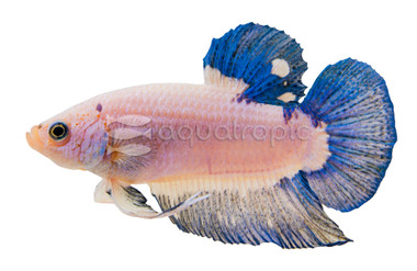 Male HMPK Blue Marble :: 61447