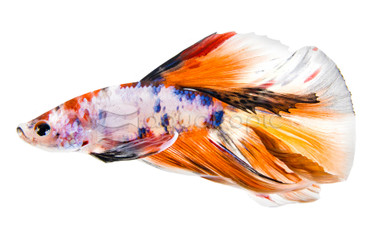 Male Halfmoon Nemo Longtail :: 61736