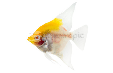 Albino Red Cap Angelfish :: 93327