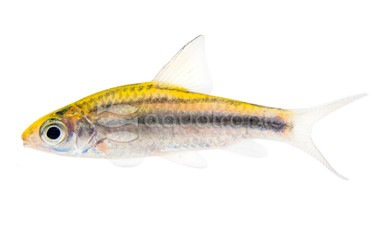 Striped Johorensis Barb :: 12978