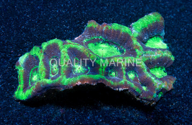 Bowerbanki, Green W/Purple Ring (UFO) :: 37131