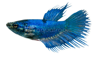 Green Crowntail Betta, Female :: 91799