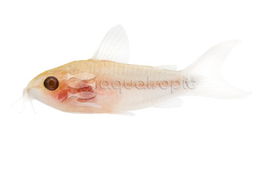 Pygmy Pygmaeus Albino :: 39406